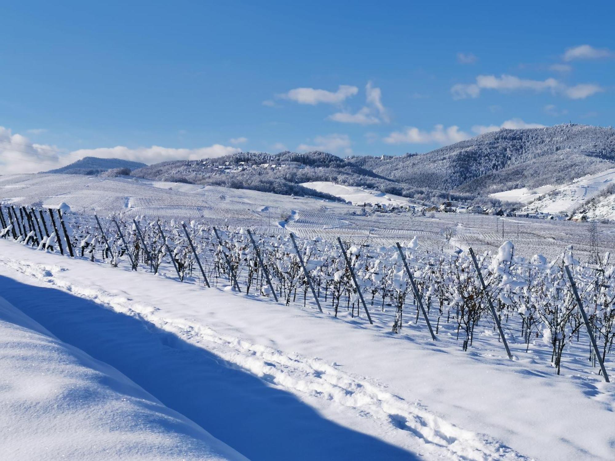 Entre Ville Et Vignes - Gite Classe 3 Etoiles 安热尔桑 外观 照片