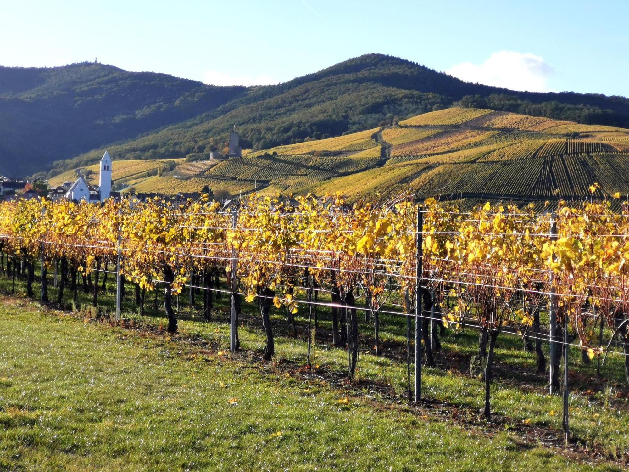 Entre Ville Et Vignes - Gite Classe 3 Etoiles 安热尔桑 外观 照片